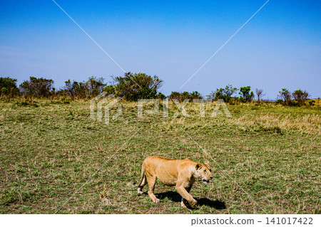 Kenya Photographers By Antony Trivet Photography Kenya Photographers By Antony Trivet Photography 141017422