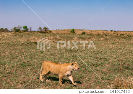 Kenya Photographers By Antony Trivet Photography 141017423