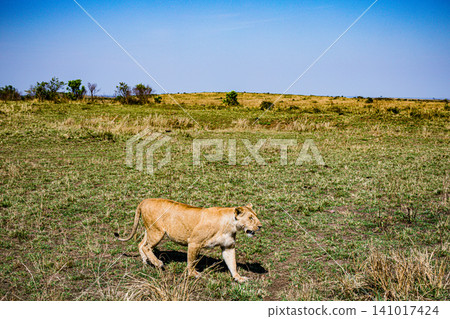 Kenya Photographers By Antony Trivet Photography Kenya Photographers By Antony Trivet Photography 141017424