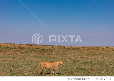Kenya Photographers By Antony Trivet Photography Kenya Photographers By Antony Trivet Photography 141017425