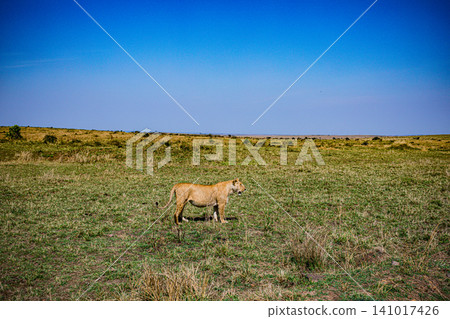 Kenya Photographers By Antony Trivet Photography Kenya Photographers By Antony Trivet Photography 141017426