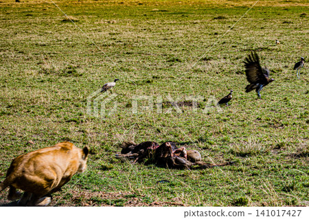 Kenya Photographers By Antony Trivet Photography Kenya Photographers By Antony Trivet Photography 141017427