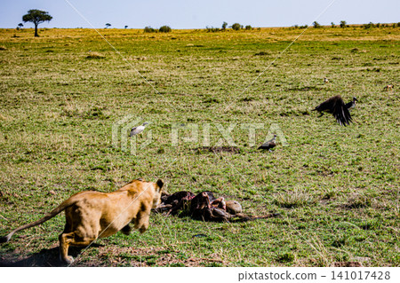 Kenya Photographers By Antony Trivet Photography Kenya Photographers By Antony Trivet Photography 141017428