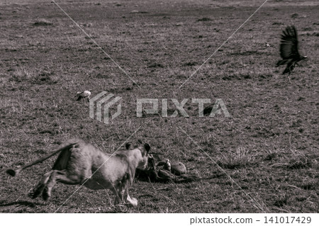 Kenya Photographers By Antony Trivet Photography Kenya Photographers By Antony Trivet Photography 141017429