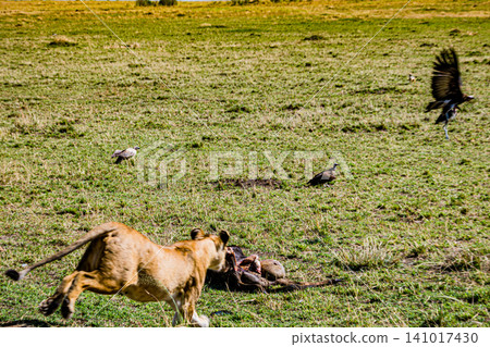 Kenya Photographers By Antony Trivet Photography Kenya Photographers By Antony Trivet Photography 141017430