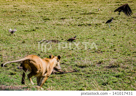 Kenya Photographers By Antony Trivet Photography Kenya Photographers By Antony Trivet Photography 141017431