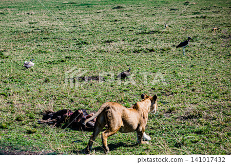 Kenya Photographers By Antony Trivet Photography Kenya Photographers By Antony Trivet Photography 141017432