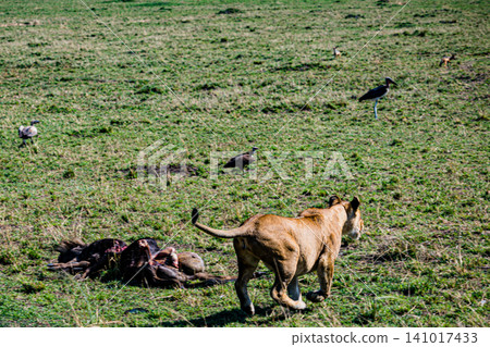 Kenya Photographers By Antony Trivet Photography Kenya Photographers By Antony Trivet Photography 141017433