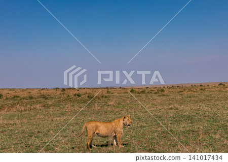 Kenya Photographers By Antony Trivet Photography Kenya Photographers By Antony Trivet Photography 141017434