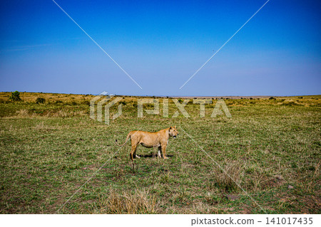 Kenya Photographers By Antony Trivet Photography Kenya Photographers By Antony Trivet Photography 141017435