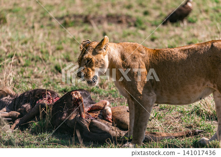 Kenya Photographers By Antony Trivet Photography 141017436