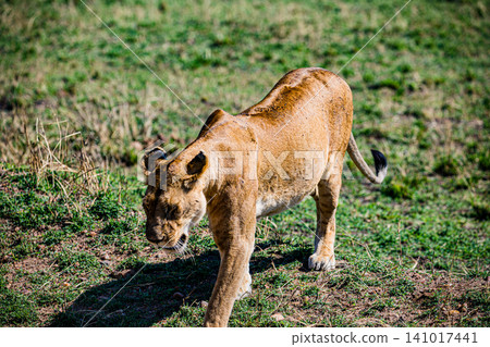 Kenya Photographers By Antony Trivet Photography 141017441