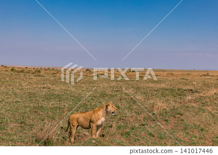 Kenya Photographers By Antony Trivet Photography Kenya Photographers By Antony Trivet Photography 141017446