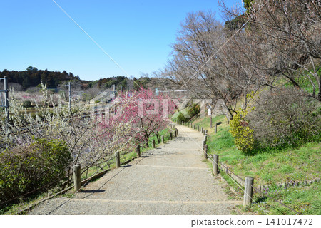 Mito Plum Blossom Festival 2026-03-12 #122 Mito Plum Blossom Festival 2026-03-12 #122 141017472
