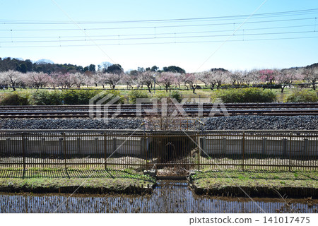 水戶梅花節 2026-03-12 #125 水戶梅花節 2026-03-12 #125 141017475