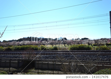 Mito Plum Blossom Festival, March 12, 2026, #126 Mito Plum Blossom Festival, March 12, 2026, #126 141017476
