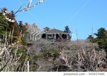 Mito Plum Blossom Festival, March 12, 2026, #130 Mito Plum Blossom Festival, March 12, 2026, #130 141017480