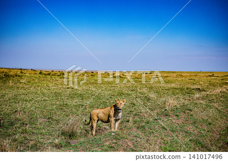 Kenya Photographers By Antony Trivet Photography Kenya Photographers By Antony Trivet Photography 141017496