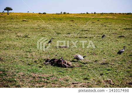 Kenya Photographers By Antony Trivet Photography Kenya Photographers By Antony Trivet Photography 141017498