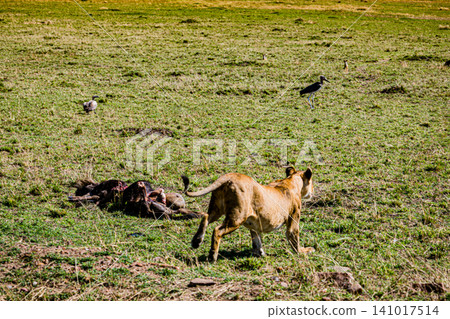 Kenya Photographers By Antony Trivet Photography Kenya Photographers By Antony Trivet Photography 141017514