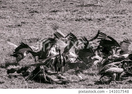 Kenya Photographers By Antony Trivet Photography Kenya Photographers By Antony Trivet Photography 141017548