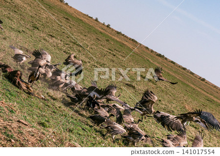 Kenya Photographers By Antony Trivet Photography Kenya Photographers By Antony Trivet Photography 141017554