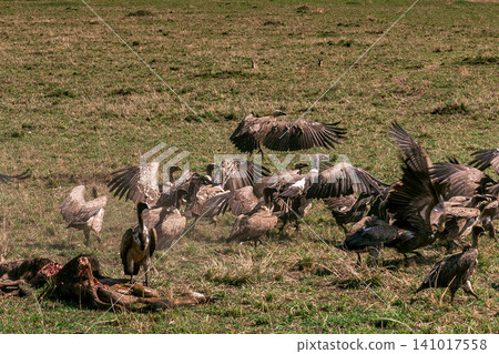 Kenya Photographers By Antony Trivet Photography Kenya Photographers By Antony Trivet Photography 141017558