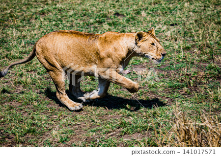 Kenya Photographers By Antony Trivet Photography 141017571