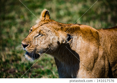 Kenya Photographers By Antony Trivet Photography Kenya Photographers By Antony Trivet Photography 141017576