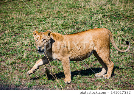 Kenya Photographers By Antony Trivet Photography Kenya Photographers By Antony Trivet Photography 141017582