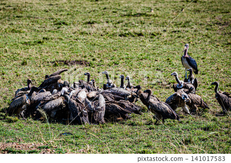 Kenya Photographers By Antony Trivet Photography Kenya Photographers By Antony Trivet Photography 141017583