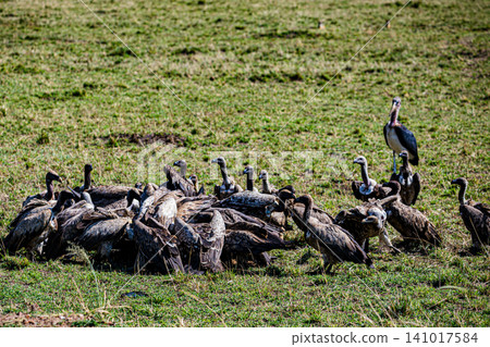 Kenya Photographers By Antony Trivet Photography Kenya Photographers By Antony Trivet Photography 141017584