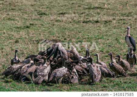 Kenya Photographers By Antony Trivet Photography Kenya Photographers By Antony Trivet Photography 141017585