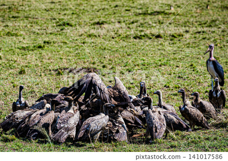 Kenya Photographers By Antony Trivet Photography Kenya Photographers By Antony Trivet Photography 141017586