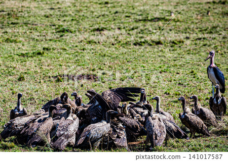Kenya Photographers By Antony Trivet Photography Kenya Photographers By Antony Trivet Photography 141017587