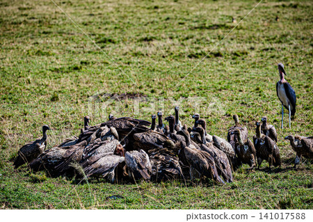 Kenya Photographers By Antony Trivet Photography Kenya Photographers By Antony Trivet Photography 141017588