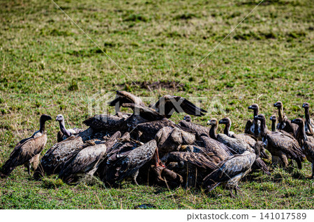 Kenya Photographers By Antony Trivet Photography Kenya Photographers By Antony Trivet Photography 141017589