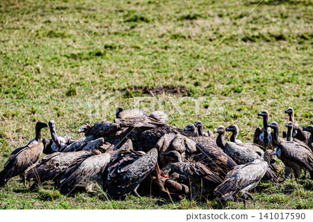Kenya Photographers By Antony Trivet Photography Kenya Photographers By Antony Trivet Photography 141017590
