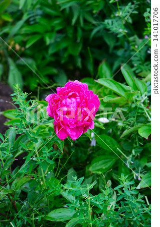 Red peonies blooming in spring 141017706