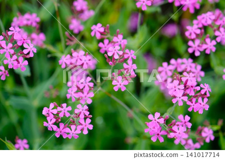 Pink catchfly flowers in full bloom Pink catchfly flowers in full bloom 141017714