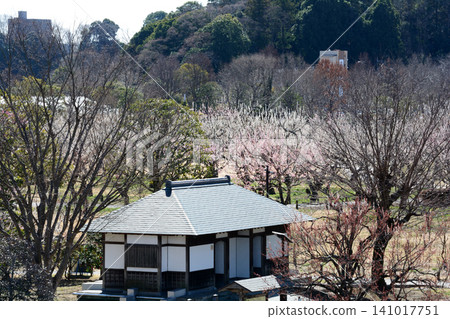 水戶梅花節，2026年3月12日，#133 141017751