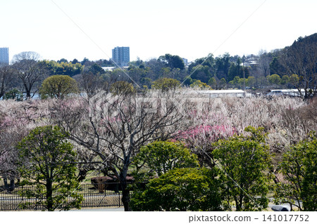 Mito Plum Blossom Festival, March 12, 2026, #134 Mito Plum Blossom Festival, March 12, 2026, #134 141017752