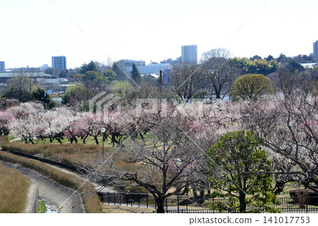 水戶梅花節 2026-03-12 #135 水戶梅花節 2026-03-12 #135 141017753