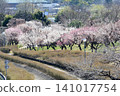 Mito Plum Blossom Festival 2026-03-12 #136 141017754