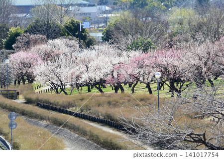 Mito Plum Blossom Festival 2026-03-12 #136 Mito Plum Blossom Festival 2026-03-12 #136 141017754