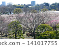 Mito Plum Blossom Festival 2026-03-12 #137 141017755