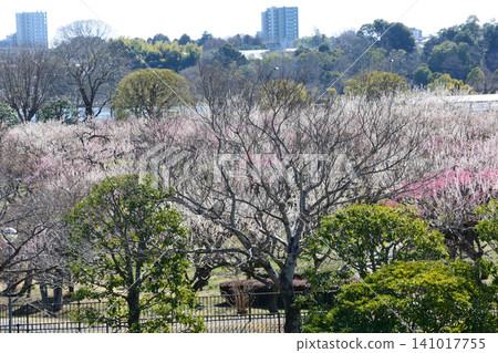 Mito Plum Blossom Festival 2026-03-12 #137 Mito Plum Blossom Festival 2026-03-12 #137 141017755