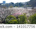 Mito Plum Blossom Festival, March 12, 2026, #138 141017756