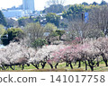 Mito Plum Blossom Festival, March 12, 2026, #140 141017758