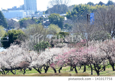 Mito Plum Blossom Festival, March 12, 2026, #140 141017758